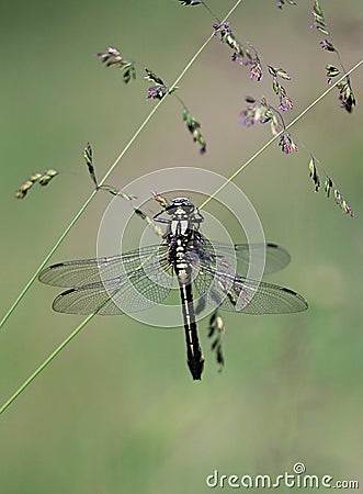 Dragon-fly (Odonata)