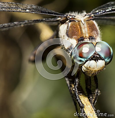 Dragon Fly Up Close