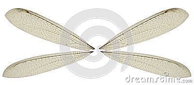 Dragon Fly Wings