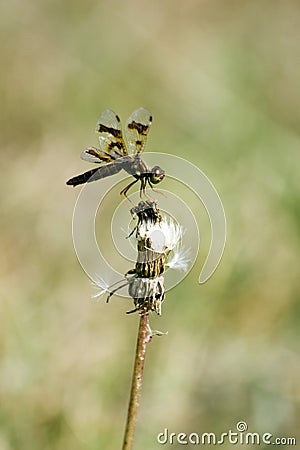 Dragonfly Balance