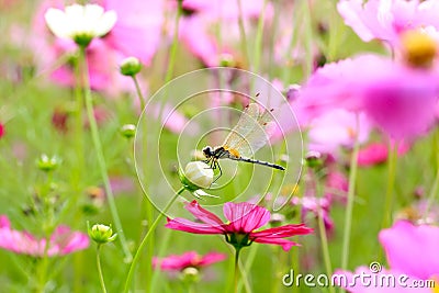 Dragonfly on a cosmos flower