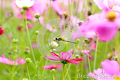 Dragonfly on a cosmos flower