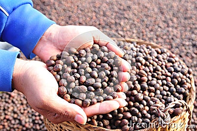 Dried berries coffee beans on hands