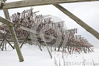 Dried cod stockfish in Loftofen Norway for export to Italy