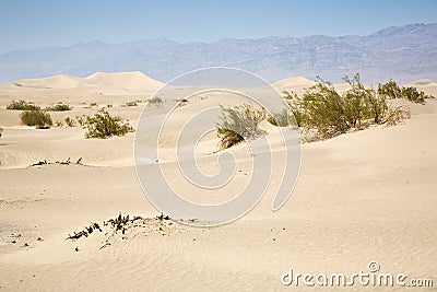 Dried desert gras in Mesquite Flats Sand Dunes