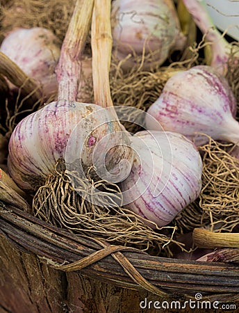 Dried Garlic