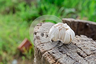 Dried garlic in the garden