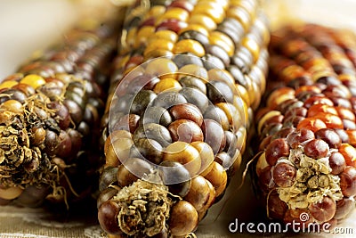 Dried Indian Corn