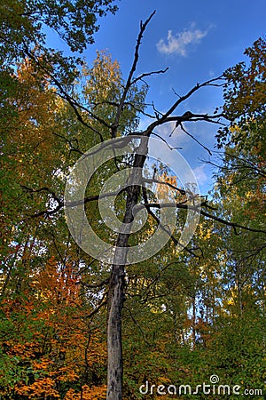 Dried-up tree on a background of autumn forest