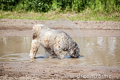 Drinking Dog