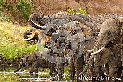 Drinking elephant herd
