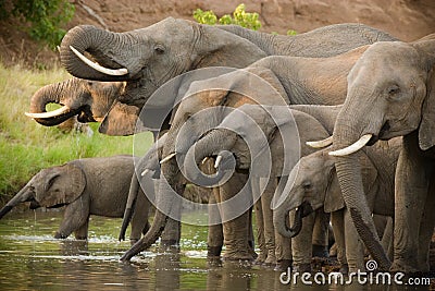 Drinking elephants