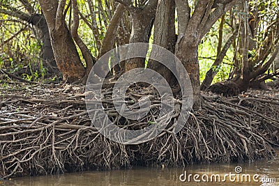 Drought: Tree Trunks with Root Exposure by Riverbank