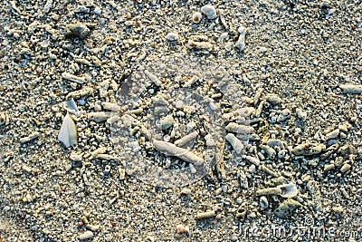 Dry dead coral on the sand.