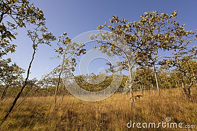 Dry land plants