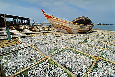 Drying anchovies at a fishing village