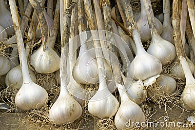 Drying Garlic