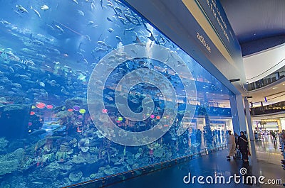 Dubai aquarium & underwater zoo