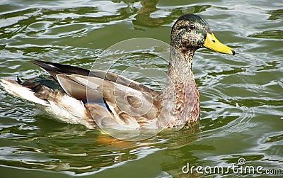 Duck