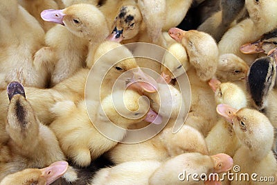 Duck chicks