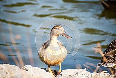 Duck closeup tan duck