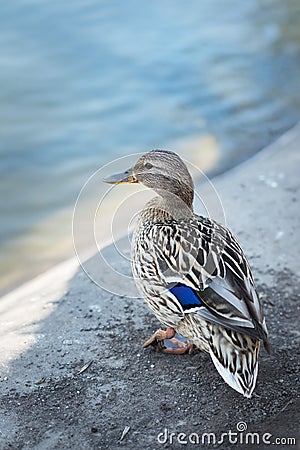 Duck, cute bird on wildlife background