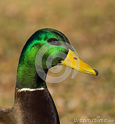 Duck drake portrait