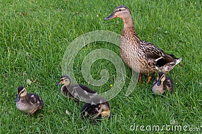 Duck and duckling