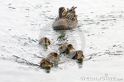 Duck and ducklings family