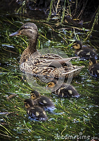 Duck and Ducklings