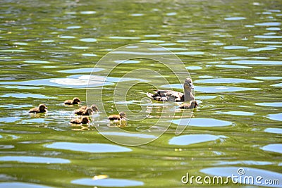 Duck and ducklings