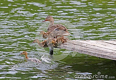 Duck and Ducklings jumping into a lake