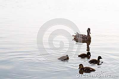 Duck and ducklings swimming in the lake water