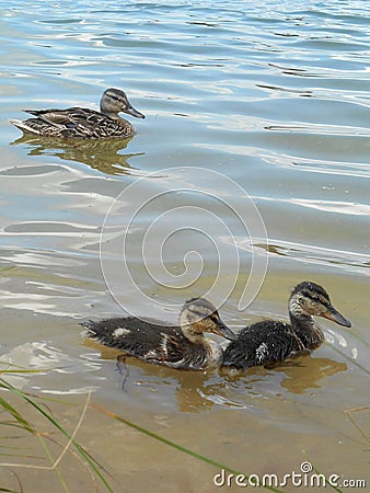 Duck family duck with ducklings