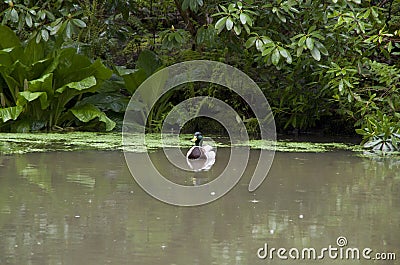 Duck garden pond
