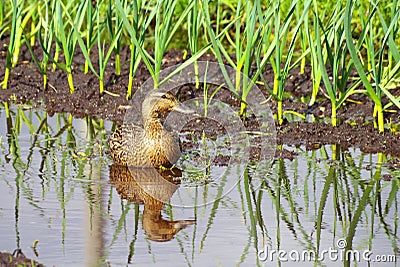 Duck in a garden