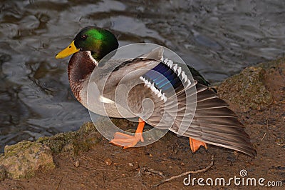 Duck portrait - side on view wing outstretched