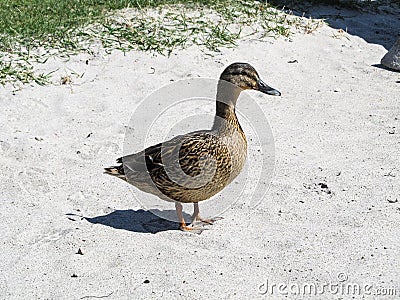 Duck