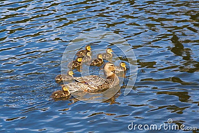 Duckling Swimming with Mom Dock Family in Water