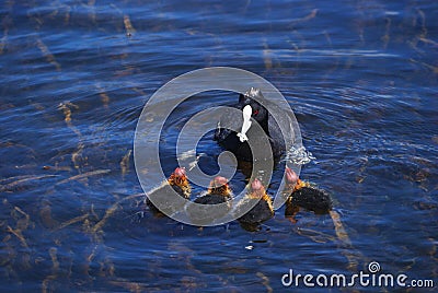 Ducklings Feeding Time