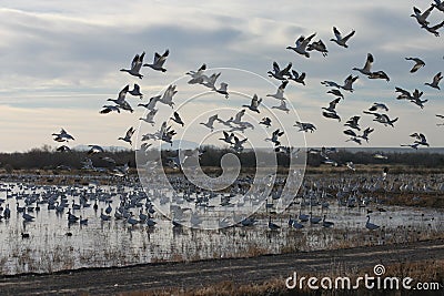 Ducks flying away (duck and goose)