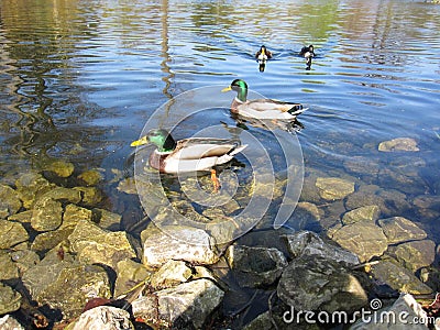 Ducks at Kews garden with iridescent feather