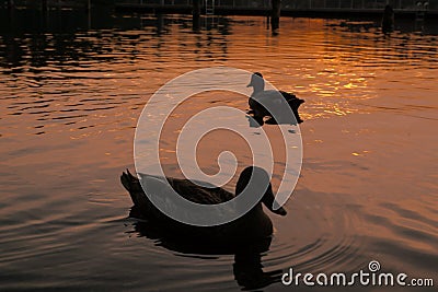 Ducks on Lake at Sunset