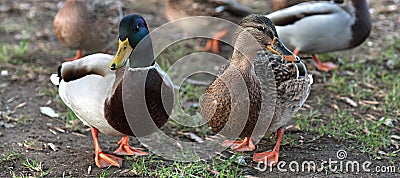 Ducks in love. Mallard Duck and Female