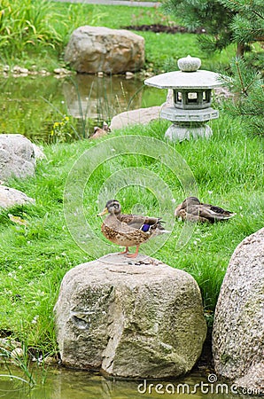 Ducks at a pond in Japanese style