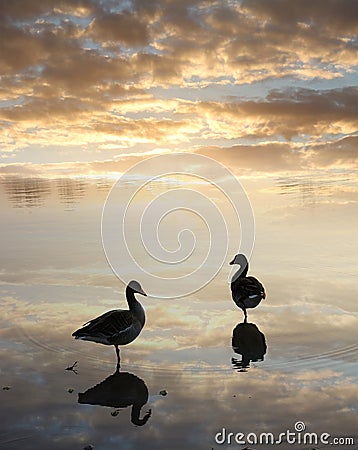 Ducks in the water, tranquil sunset scenery