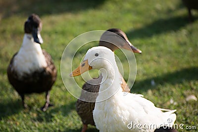Ducks White duck closeup