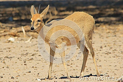 Duiker Ram - Wildlife Background from Africa - Lovely Innocence