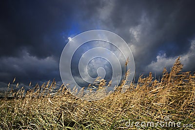 Dutch cloudy landscape