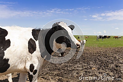 Dutch cow